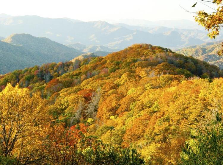 hills with trees